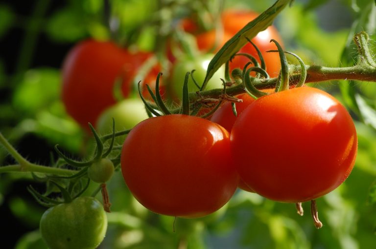 Il pomodoro coltivato a casa