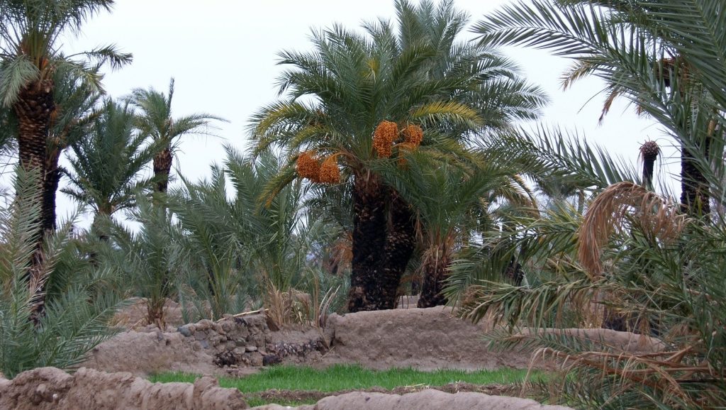Alla ricerca degli antichi qanat in Iran – V puntata